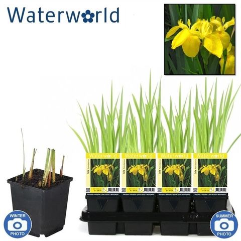 Iris pseudacorus (Van der Velde Waterplanten)