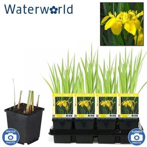 Iris pseudacorus (van der Velde Waterplanten BV)
