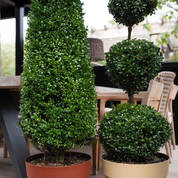 Buxus sempervirens