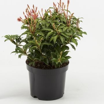 Pieris japonica 'Маунтейн Фаер'