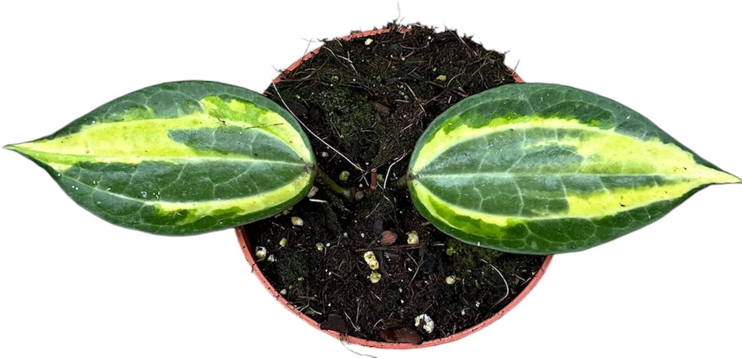 gcc4fnqc74hgppvmsbj232io5jok92