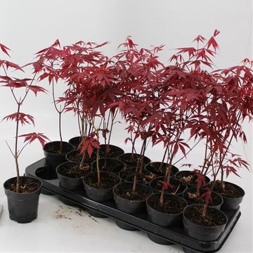 Acer palmatum 'Atropurpureum'