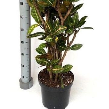 Codiaeum variegatum 'Petra'