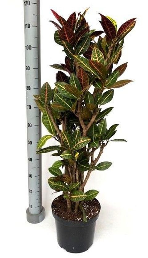 Codiaeum variegatum 'Petra'