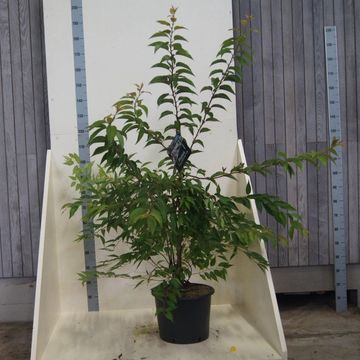 Prunus 'Mieke'