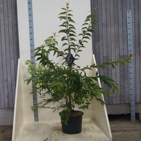 Prunus 'Mieke'