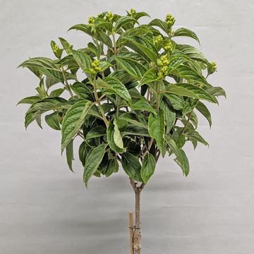 Hydrangea paniculata GARDENLIGHTS WHITELIGHT