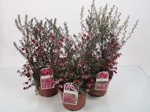 Leptospermum MIX