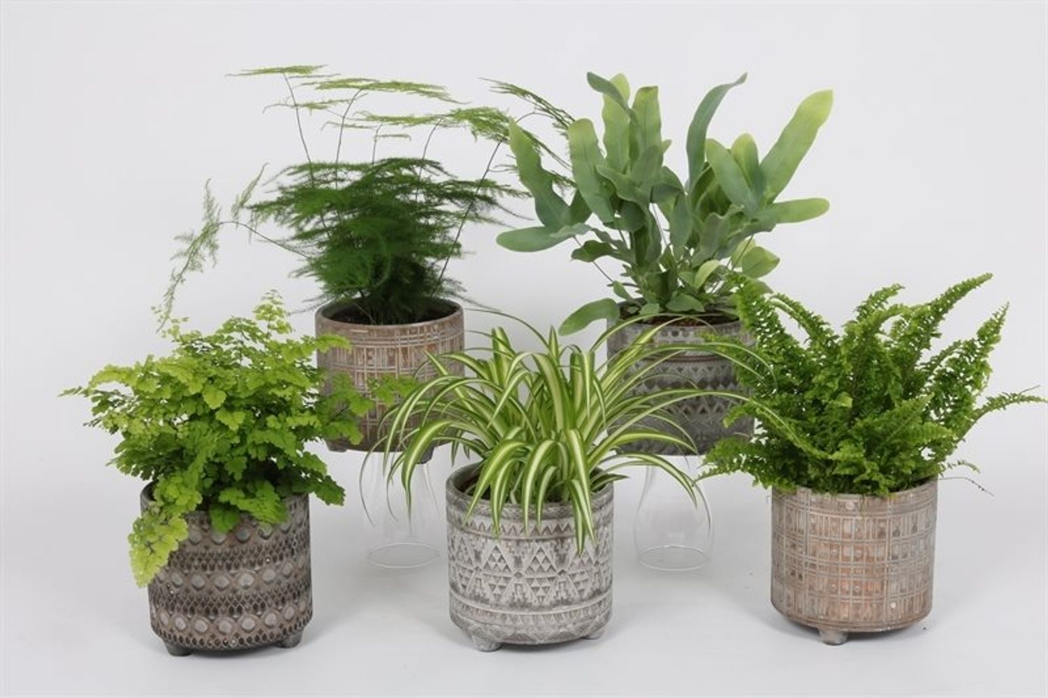 Houseplants MIX — Plant Wholesale FlorAccess