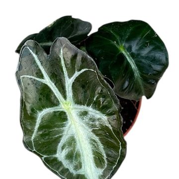 Alocasia 'Venom'