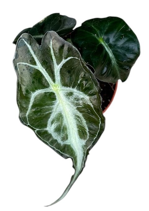 Alocasia 'Venom'