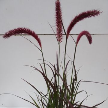Pennisetum advena 'Rubrum'