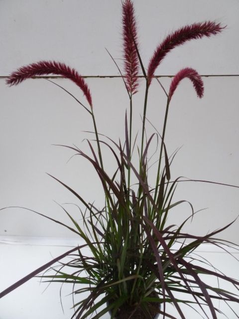 Pennisetum advena 'Rubrum'