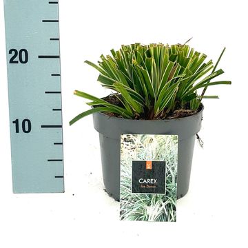 Carex morrowii 'Ice Dance'