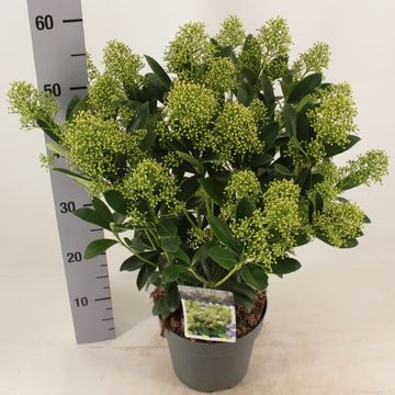 Skimmia japonica 'Finchy'