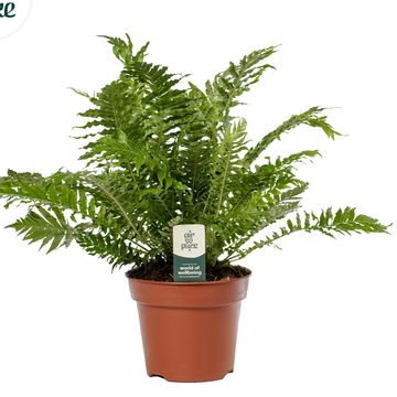Blechnum gibbum 'Silver Lady'