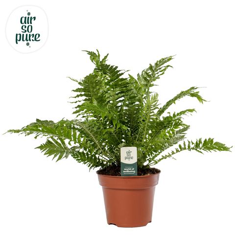 Blechnum gibbum 'Silver Lady'