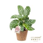 Calathea concinna 'Freddy'