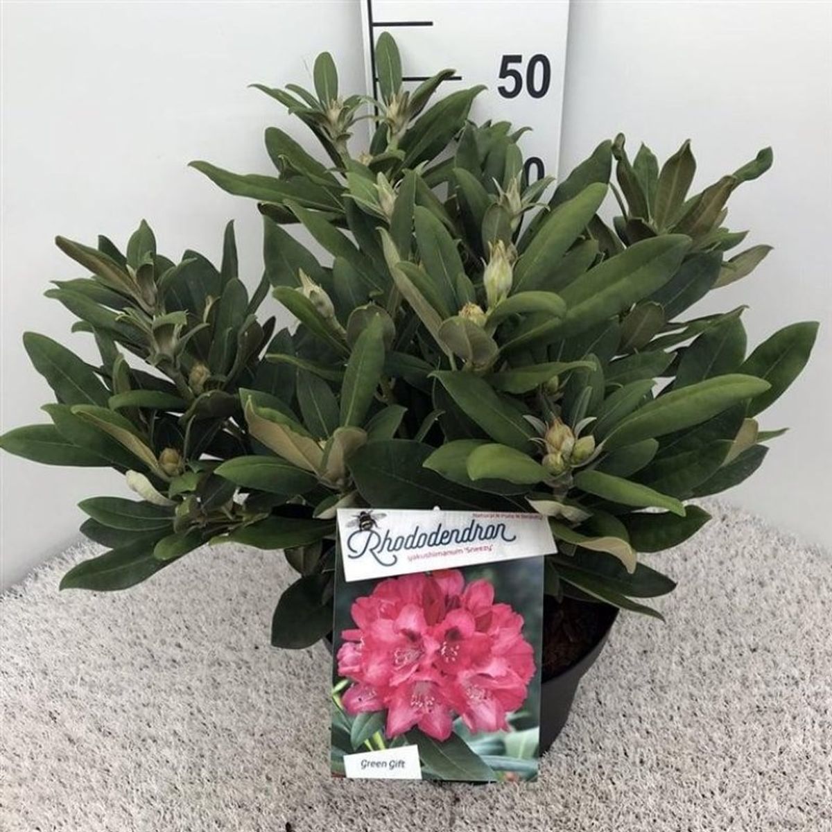 Rhododendron 'Sneezy' (Y)  Plant Wholesale FlorAccess
