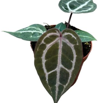 Anthurium 'Red Crystallinum'