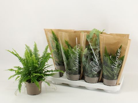 Ferns MIX