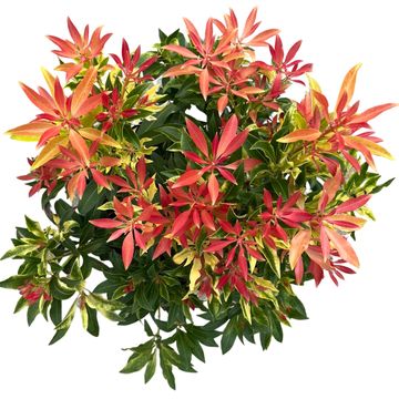 Pieris 'Forest Flame'