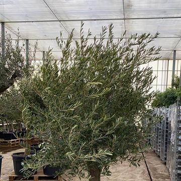 Olea europaea