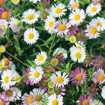 Erigeron karvinskianus