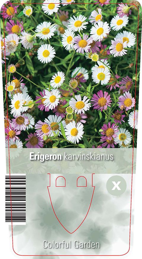 Erigeron karvinskianus