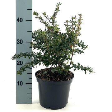 Berberis buxifolia 'Nana'