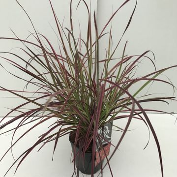Pennisetum advena 'Fireworks'