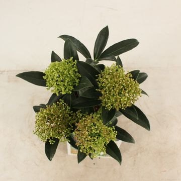 Skimmia japonica 'Marlot'