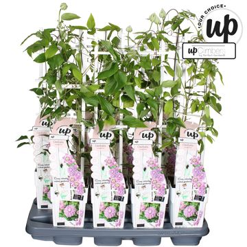 Clematis JOSEPHINE REGAL