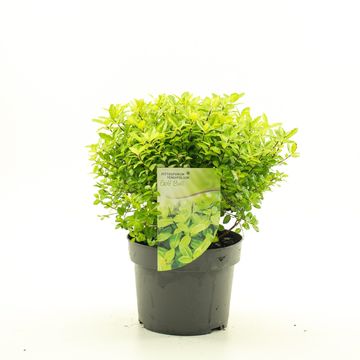 Pittosporum tenuifolium 'Golf Ball'