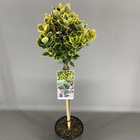 Euonymus japonicus 'Marieke' — Plant Wholesale FlorAccess