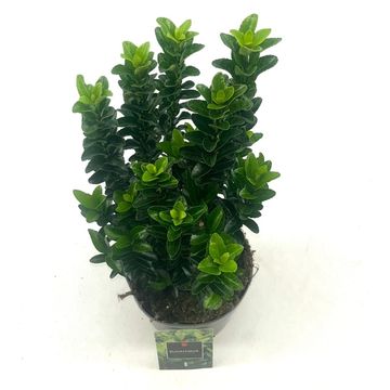 Euonymus japonicus 'Green Spire'