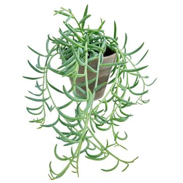 Senecio radicans