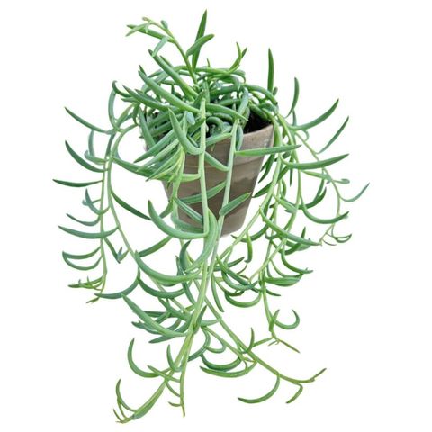 Senecio radicans