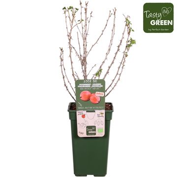 Ribes uva-crispa EASYCRISP LADY LATE