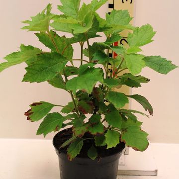 Hydrangea quercifolia 'Queen of Hearts'