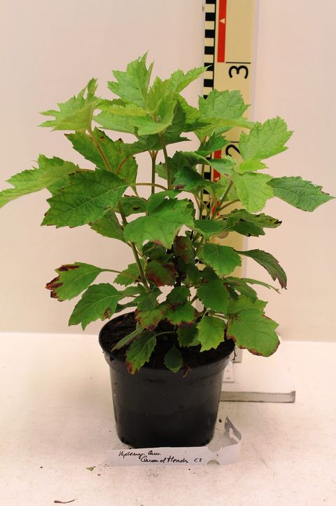 Hydrangea quercifolia 'Queen of Hearts'