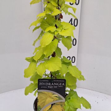 Hydrangea petiolaris BRIGHT SIDE