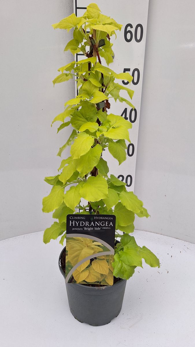 Hydrangea4936　0807指定18日 Hydrangea petiolaris BRIGHT SIDE — Toptan Bitki Satışı FlorAccess