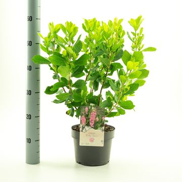 Clethra alnifolia 'Ruby Spice'