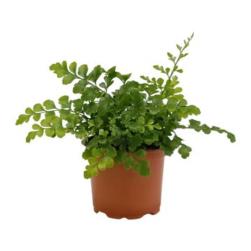 Asplenium 'Parvati'