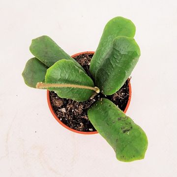 Hoya rotundiflora