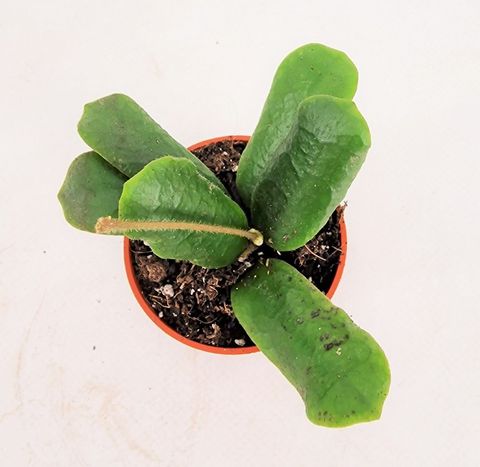 Hoya rotundiflora