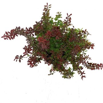 Berberis thunbergii 'Admiration'