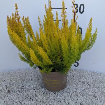 Erica arborea 'African Gold'