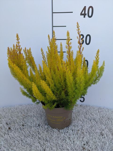 Erica arborea 'African Gold'